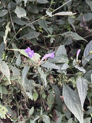 Strobilanthes lachenensis