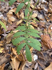 Agrimonia parviflora