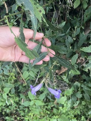 Strobilanthes lachenensis