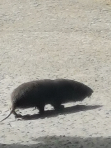 Hispid Pocket Gopher