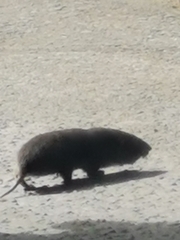 Heterogeomys hispidus