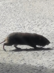 Heterogeomys hispidus
