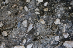 Cerithioidea