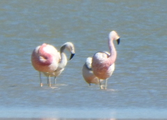 Phoenicoparrus andinus