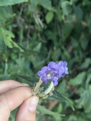 Strobilanthes lachenensis