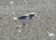 Charadrius alticola
