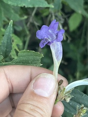 Strobilanthes lachenensis