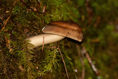 Amanita pachycolea