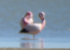 Phoenicoparrus andinus