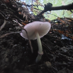 Lepiota decorata