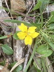 Goodenia lanata
