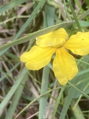 Goodenia lanata