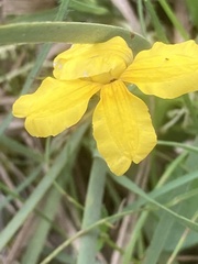 Goodenia lanata