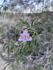 Chilopsis linearis arcuata