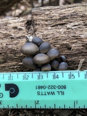 Mycena overholtsii