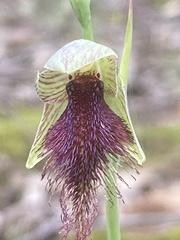 Calochilus robertsonii