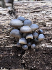 Mycena overholtsii