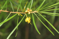 Persoonia virgata