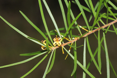Persoonia virgata