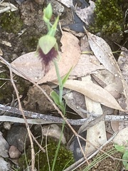 Calochilus robertsonii