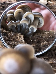 Mycena overholtsii