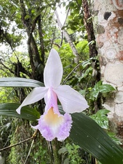 Sobralia