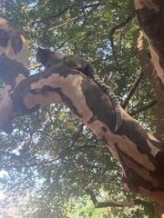 Callithrix jacchus × penicillata