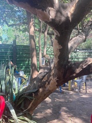 Callithrix jacchus × penicillata