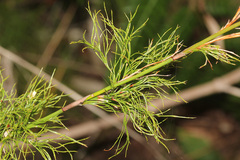 Baloskion tetraphyllum