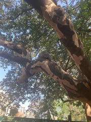 Callithrix jacchus × penicillata