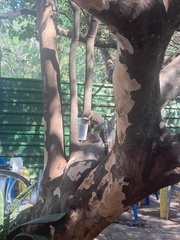 Callithrix jacchus × penicillata