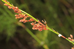 Baloskion tetraphyllum