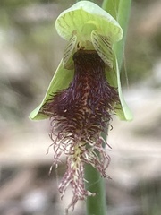 Calochilus robertsonii