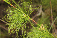 Baloskion tetraphyllum