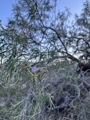 Chilopsis linearis arcuata