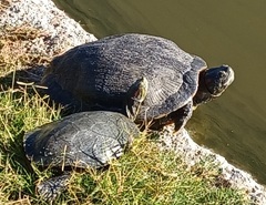 Trachemys scripta
