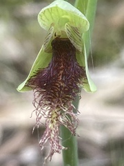 Calochilus robertsonii
