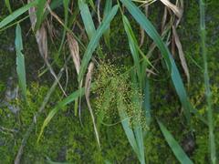 Panicum sarmentosum