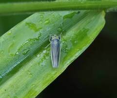 Xyphon reticulatum
