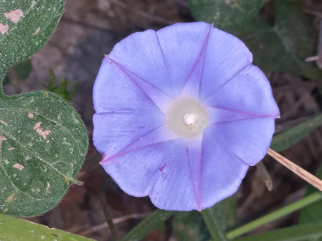 Bìm bìm lam – Ipomoea nil