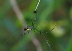 Leucauge blanda