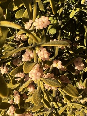 Phoradendron villosum