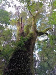 Nothofagus dombeyi