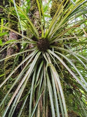 Fascicularia bicolor