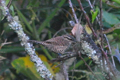 Campylorhynchus jocosus