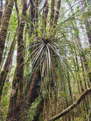 Fascicularia bicolor