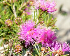 Melaleuca parviceps