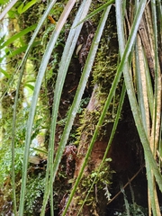 Fascicularia bicolor