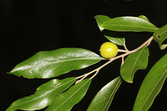 Petalostigma triloculare