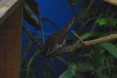 Campylorhynchus jocosus